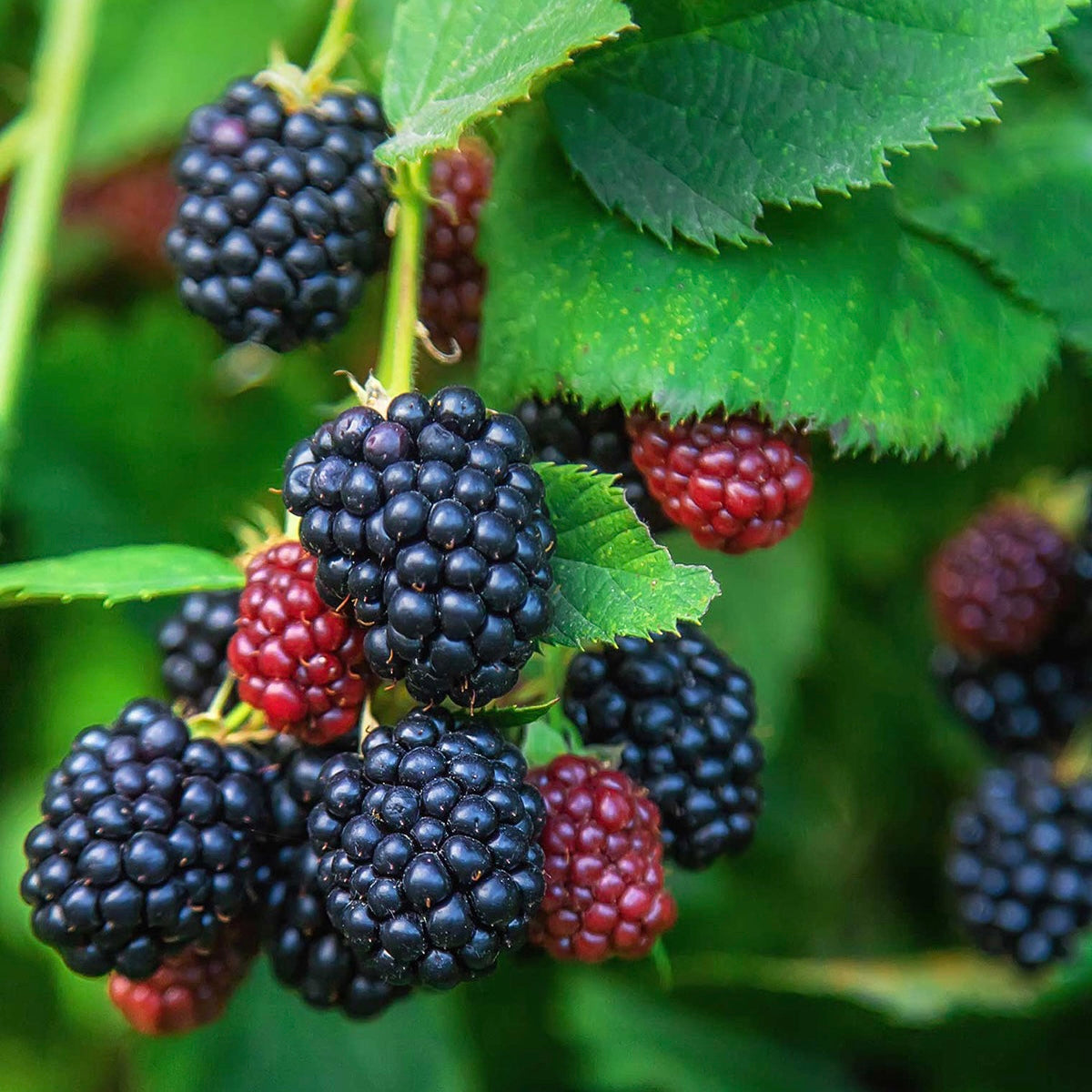 🫐Blackberry & Bay Fragrance Oil