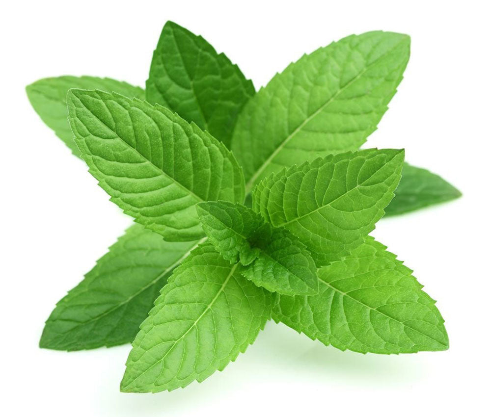 š Mint Fragrance Oil