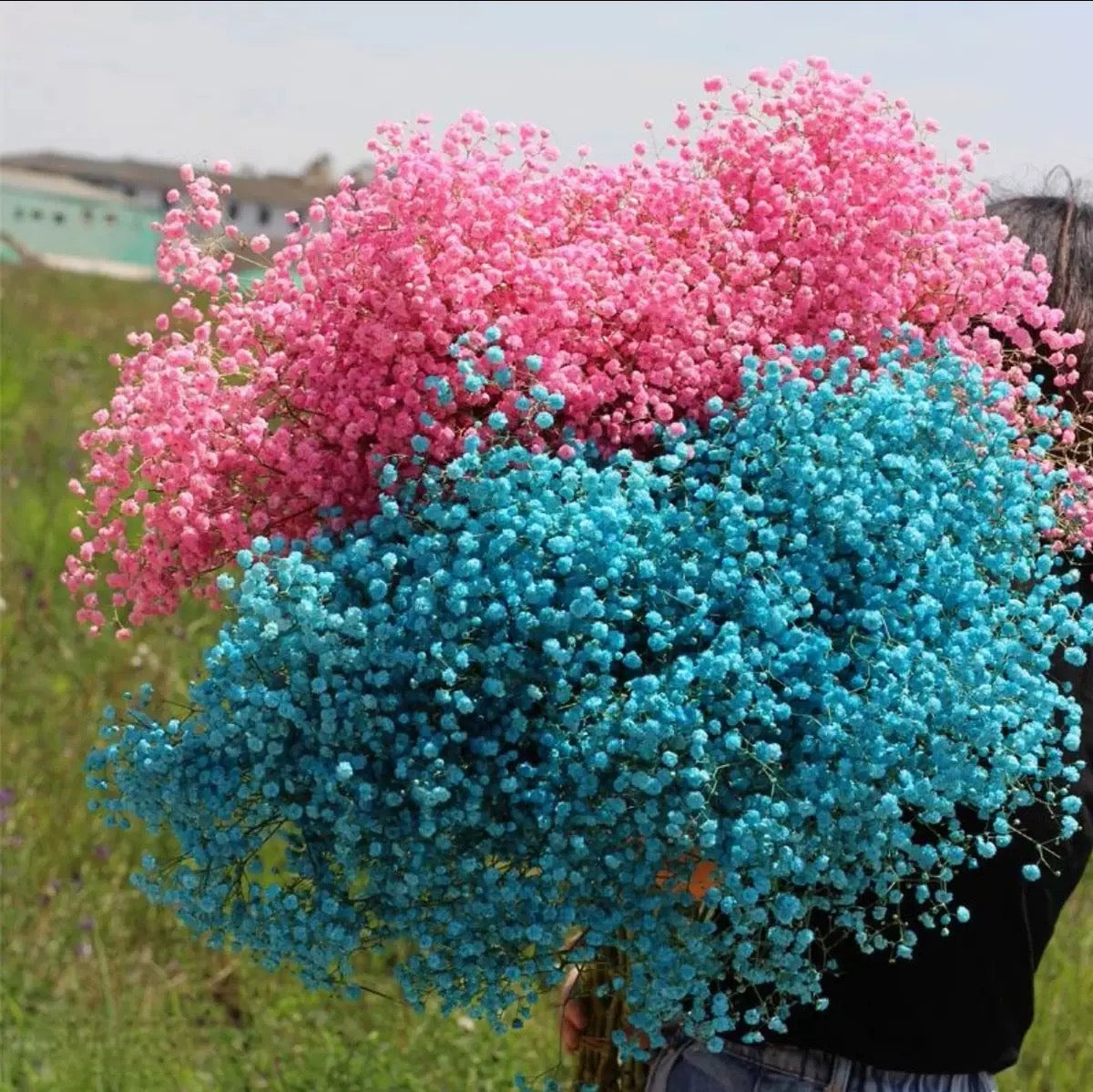 75cm Baby's breath Dried Bulk Flowers