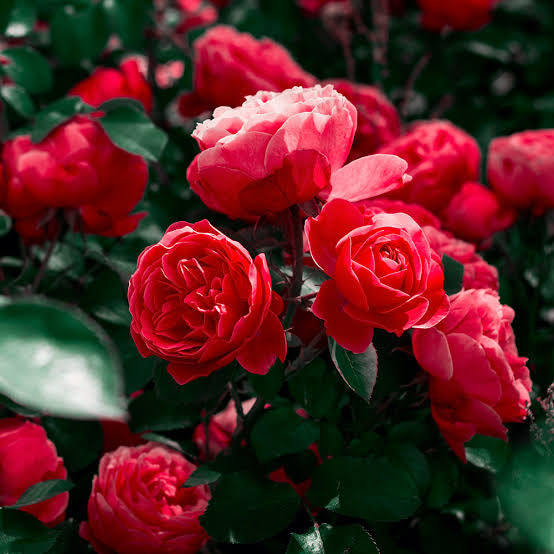 š Rose Garden Fragrance Oil