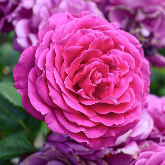 🌹Bulgarian Rose Fragrance Oil