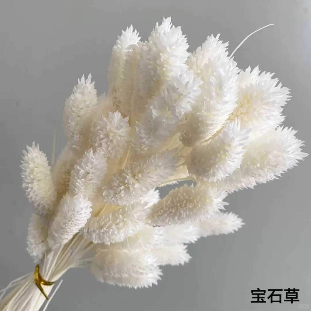 Pampas Reed Grass (55-80cm)