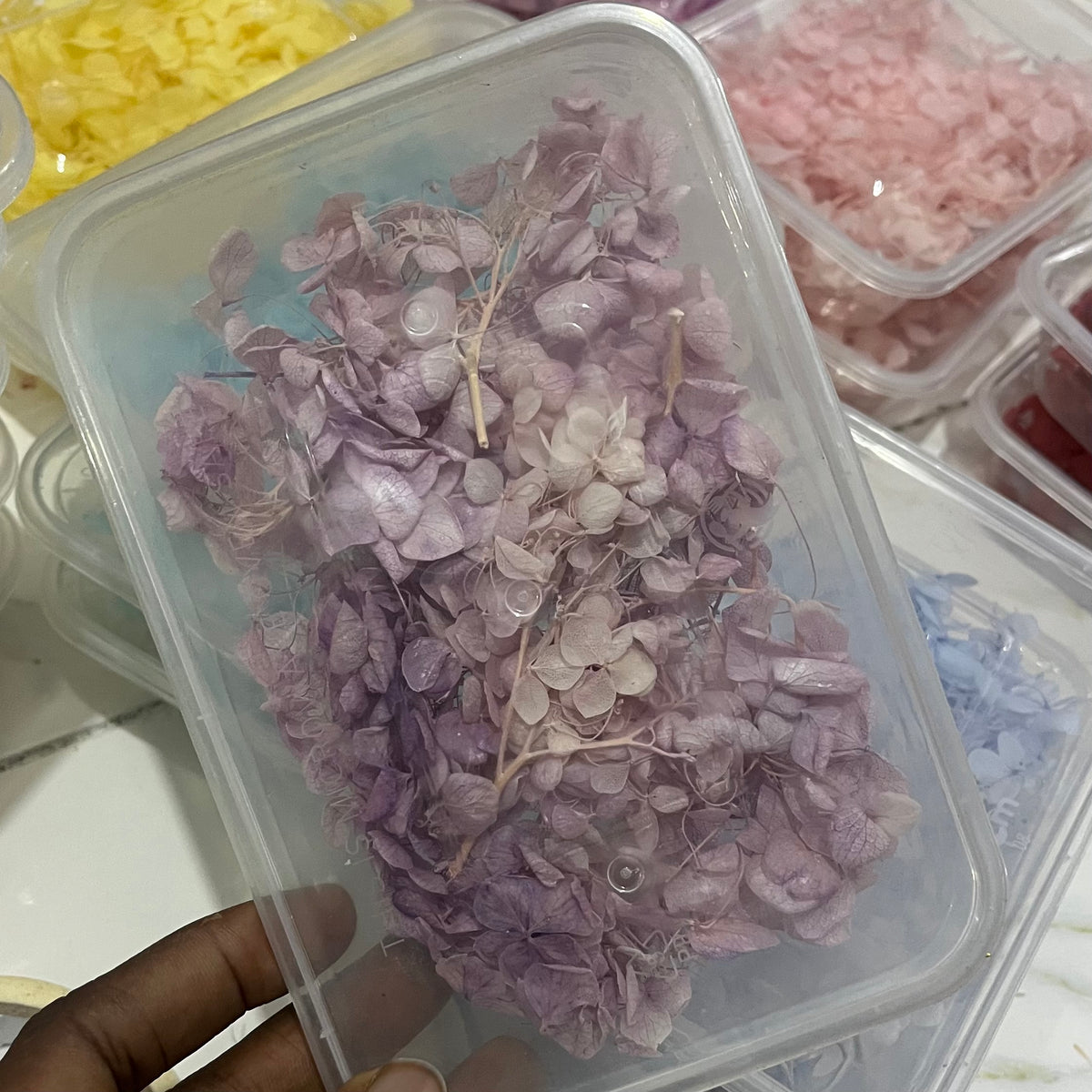 Eternal Dried Flower