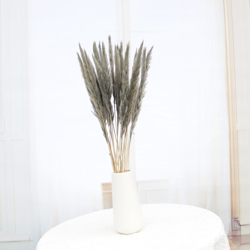 50-75cm Pampas Grass