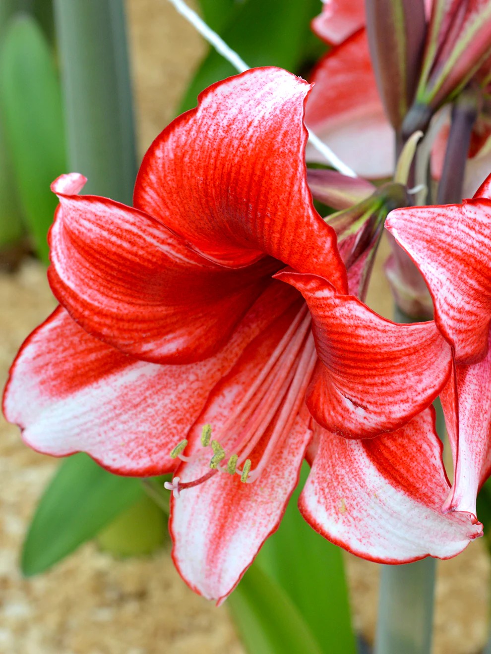 ā¤ļøāš„ Temptation Fragrance Oil