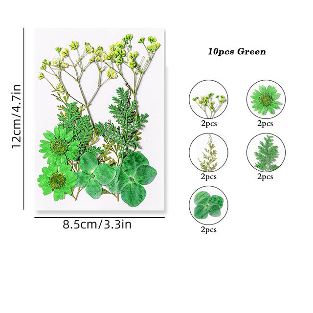 Dried Pressed Flower r05