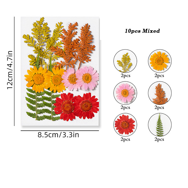 Dried Pressed Flower r05