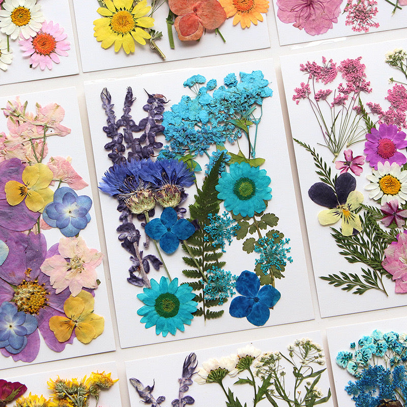 Dried Pressed Flower r05