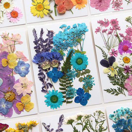 Dried Pressed Flower r05