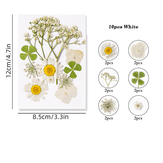 Dried Pressed Flower r05