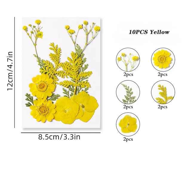 Dried Pressed Flower r05