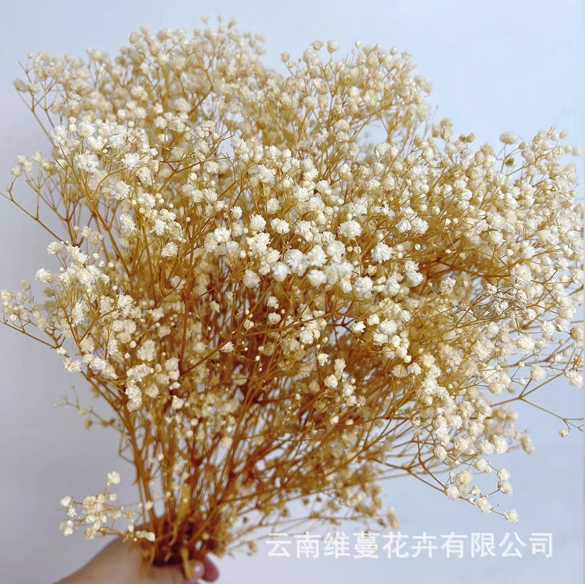 75cm Baby's breath Dried Bulk Flowers