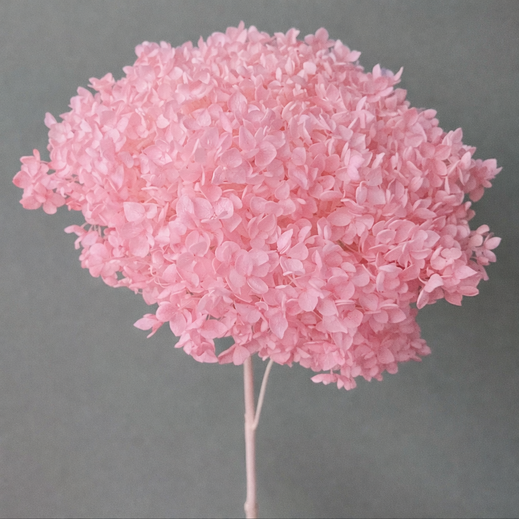55-65cm Bouquet Dried Bulk Flowers