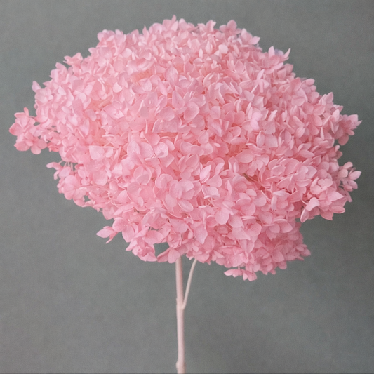 55-65cm Bouquet Dried Bulk Flowers