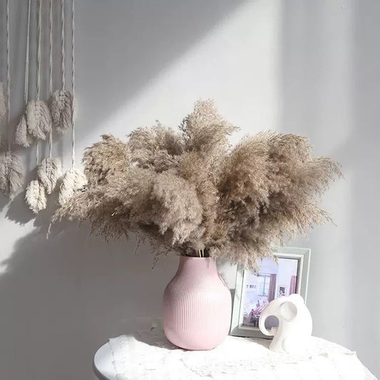 Pampas Reed Grass (55-80cm)