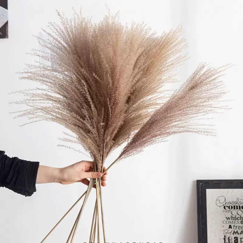 Pampas Reed Grass (55-80cm)