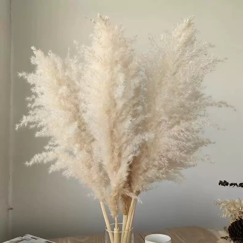 Pampas Reed Grass (55-80cm)