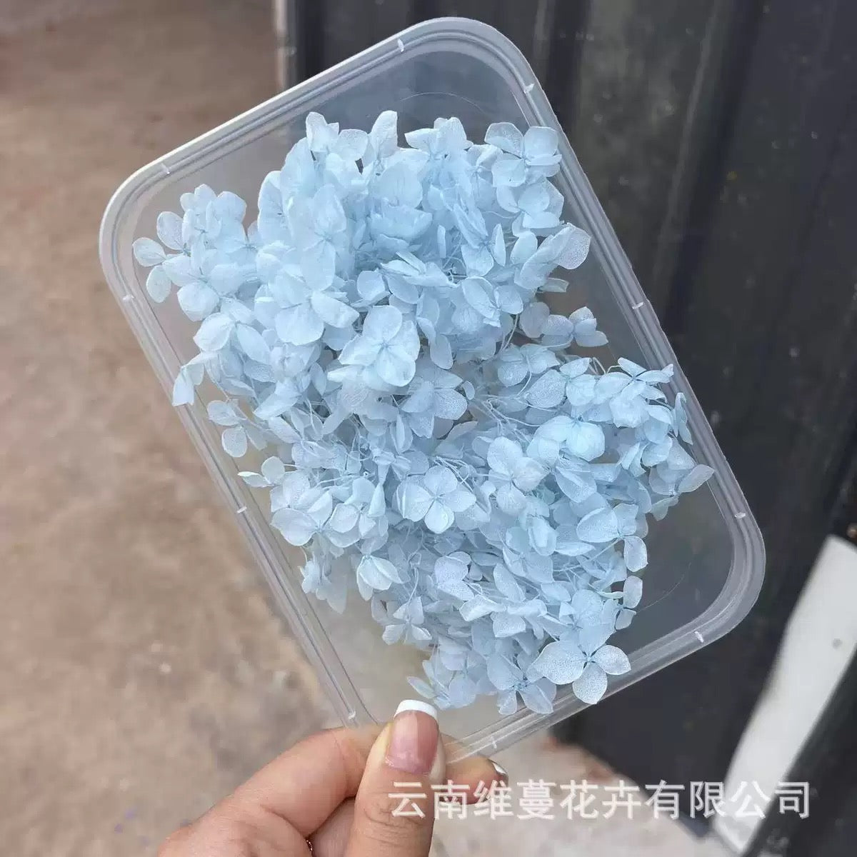 Eternal Dried Flower