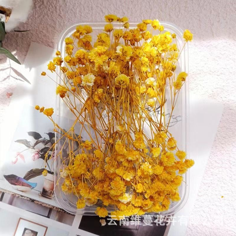 12g Baby's breath Dried Flowers
