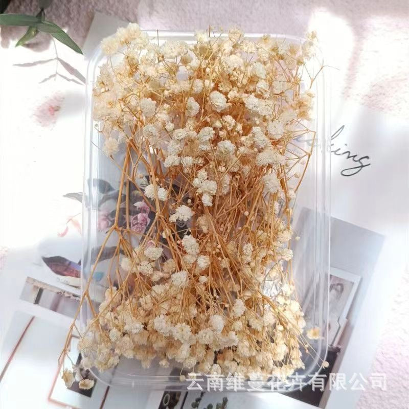 12g Baby's breath Dried Flowers