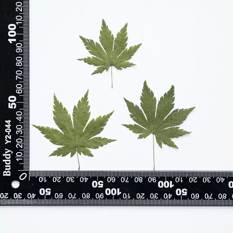 Pressed Maple Leaves