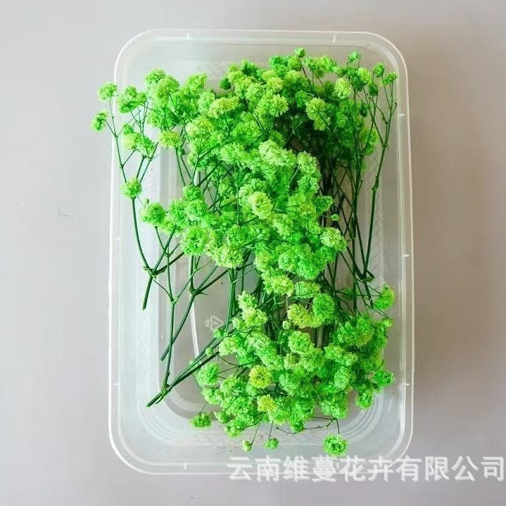 12g Baby's breath Dried Flowers