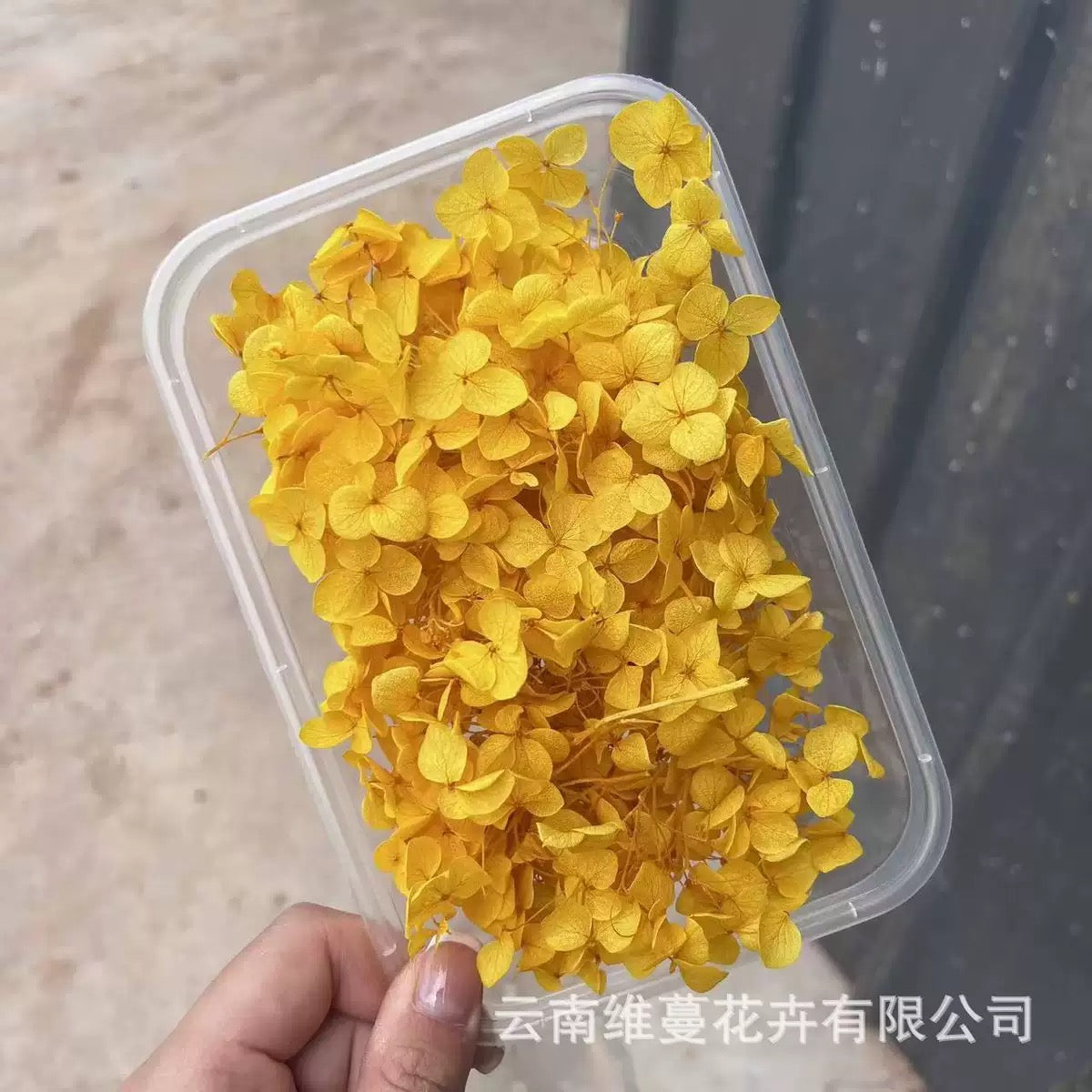 Eternal Dried Flower