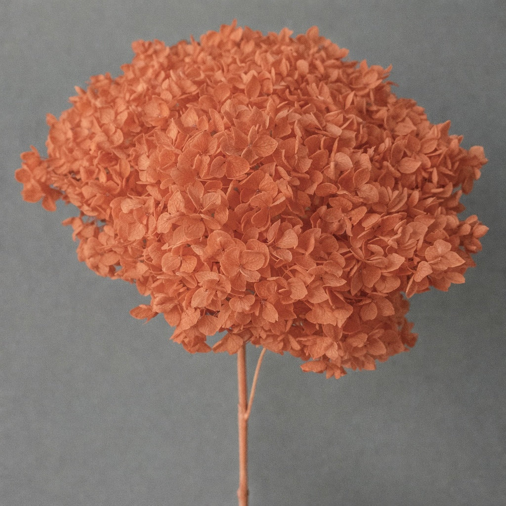 55-65cm Bouquet Dried Bulk Flowers