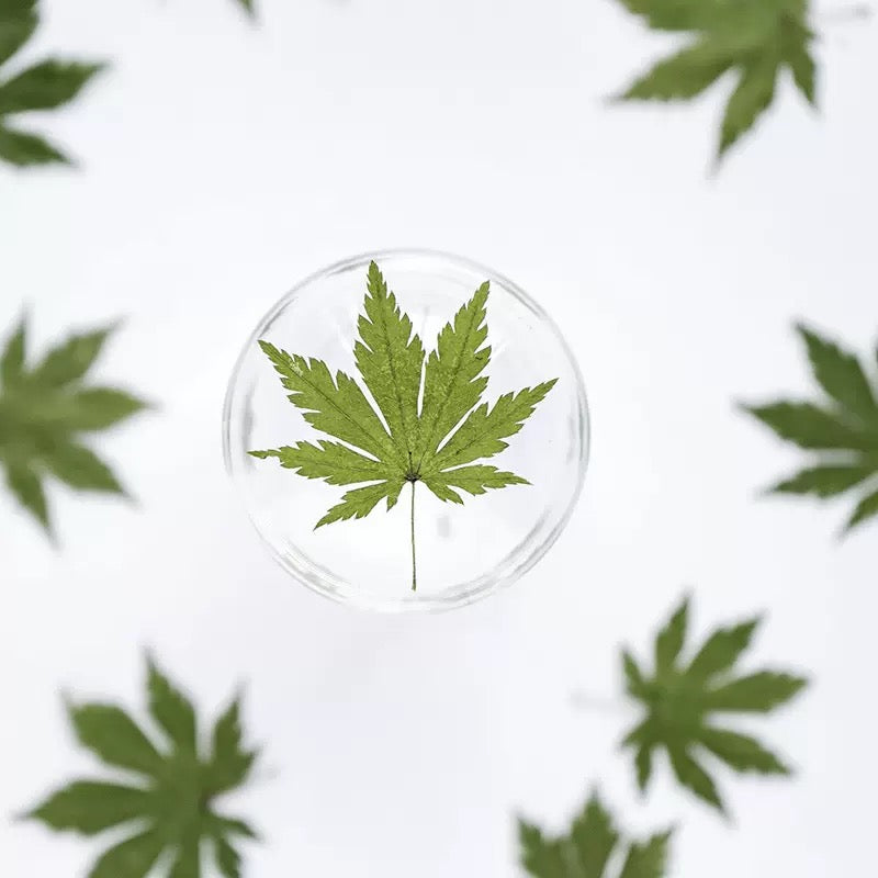 Pressed Maple Leaves