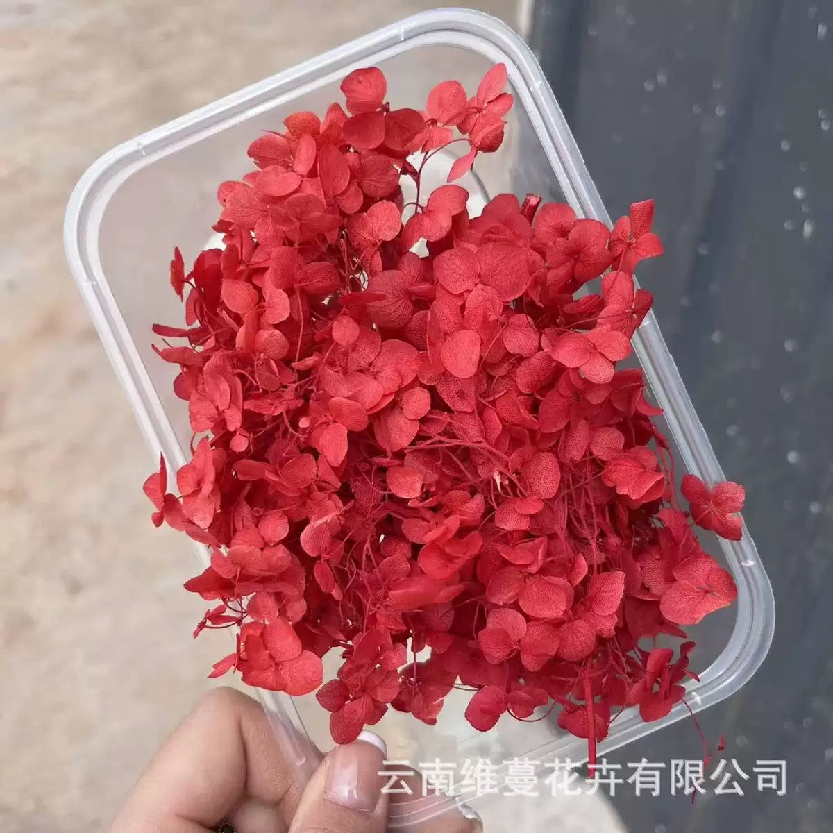 Eternal Dried Flower