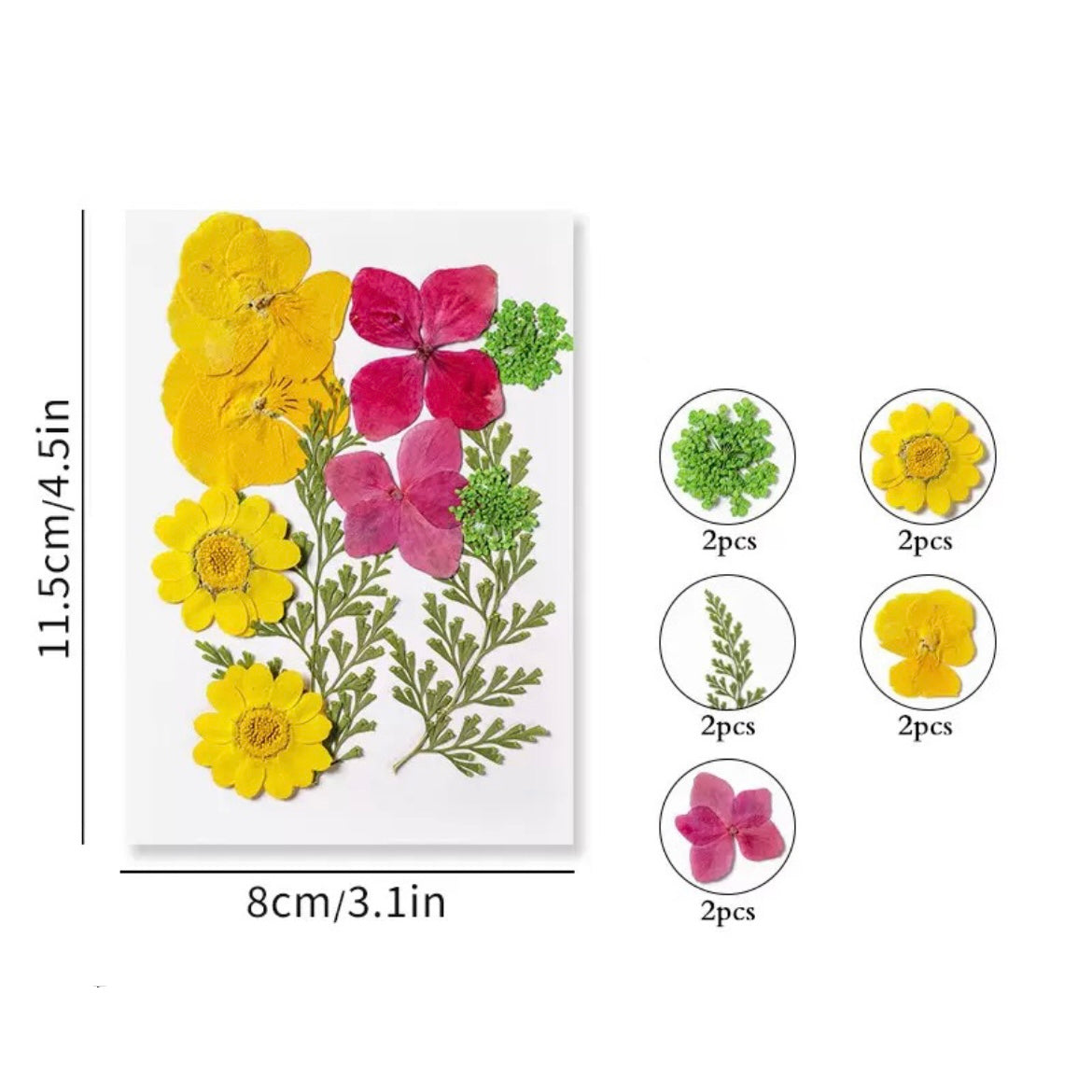 Dried Pressed Flower r05
