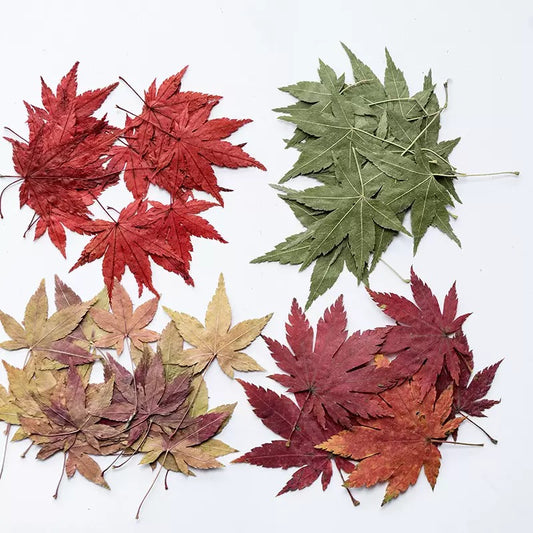 Pressed Maple Leaves