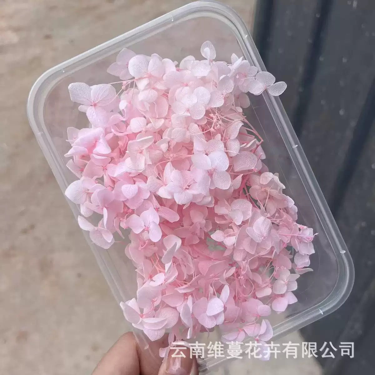 Eternal Dried Flower