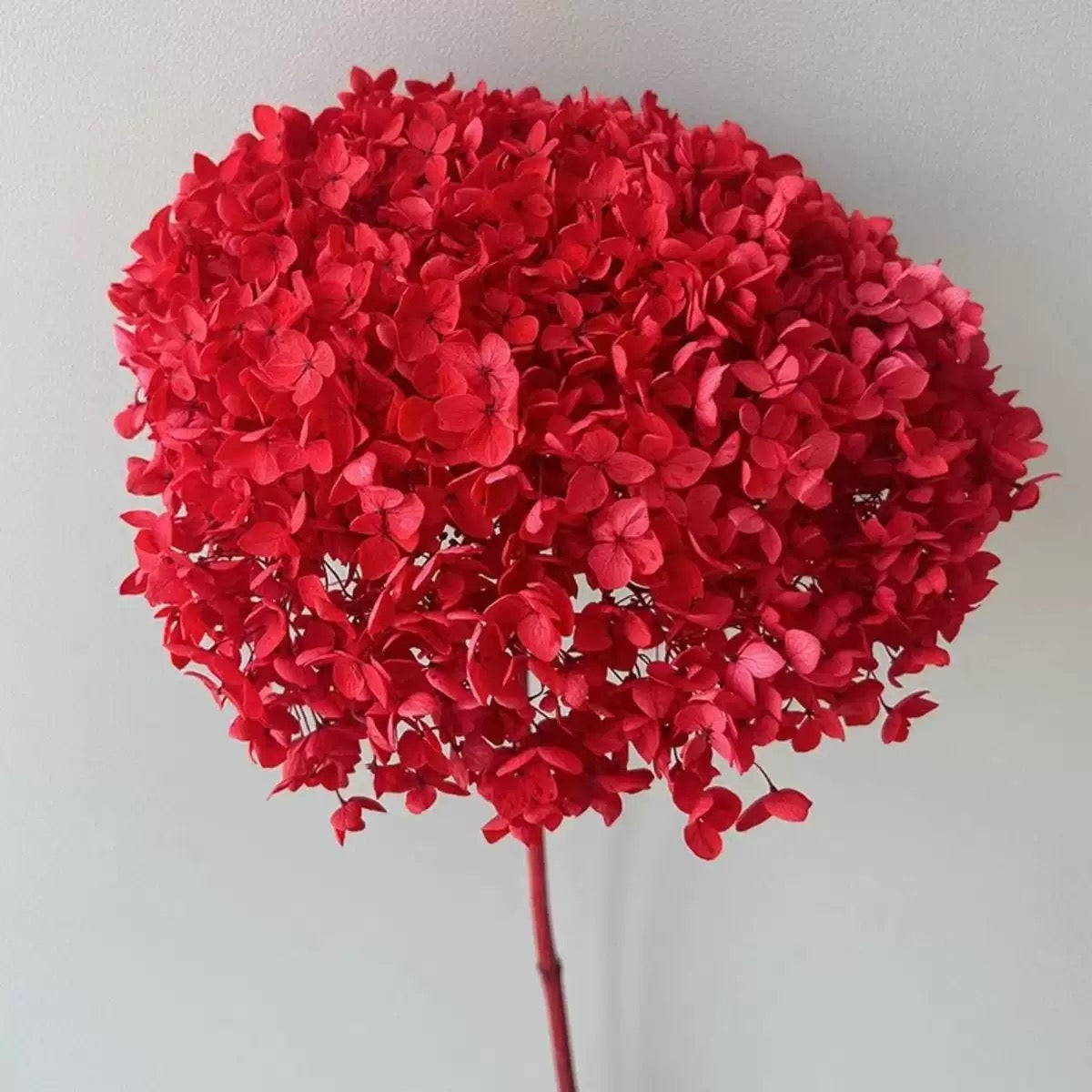 55-65cm Bouquet Dried Bulk Flowers