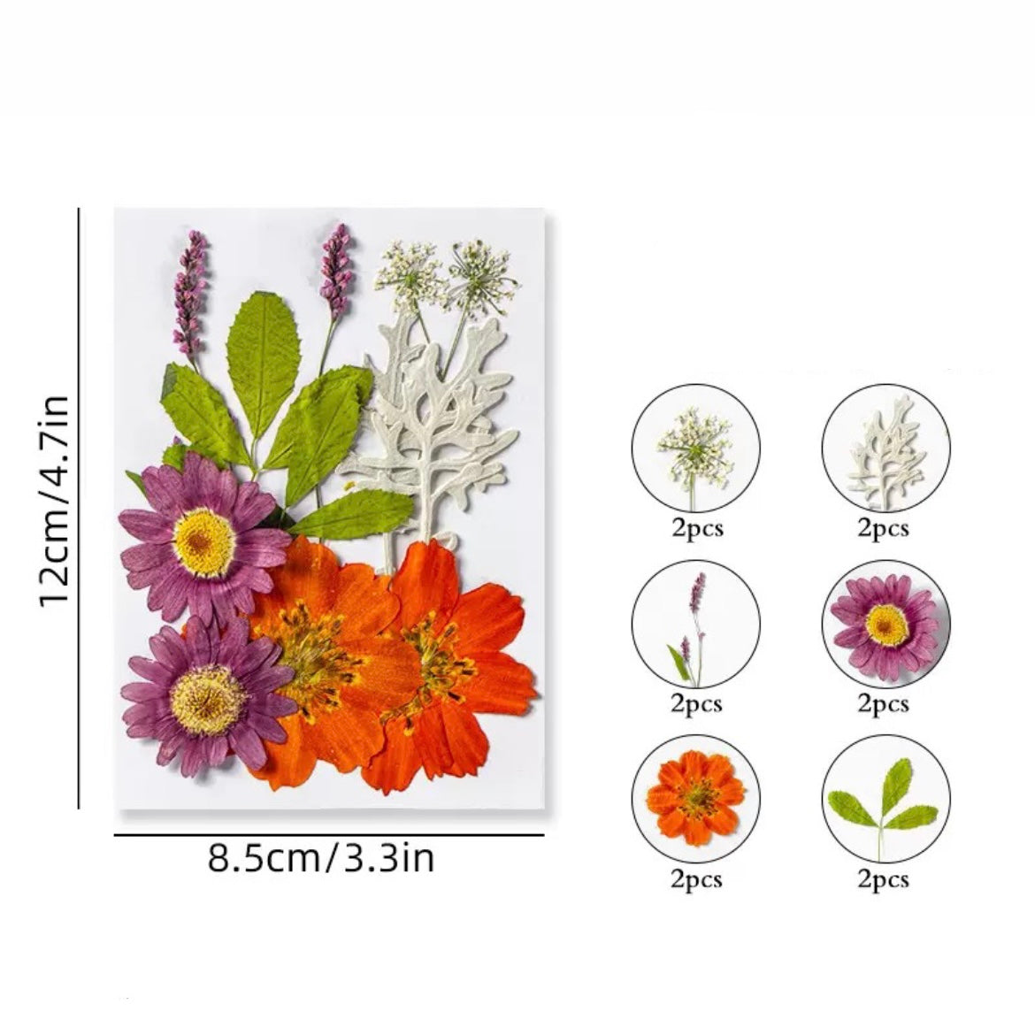Dried Pressed Flower r05