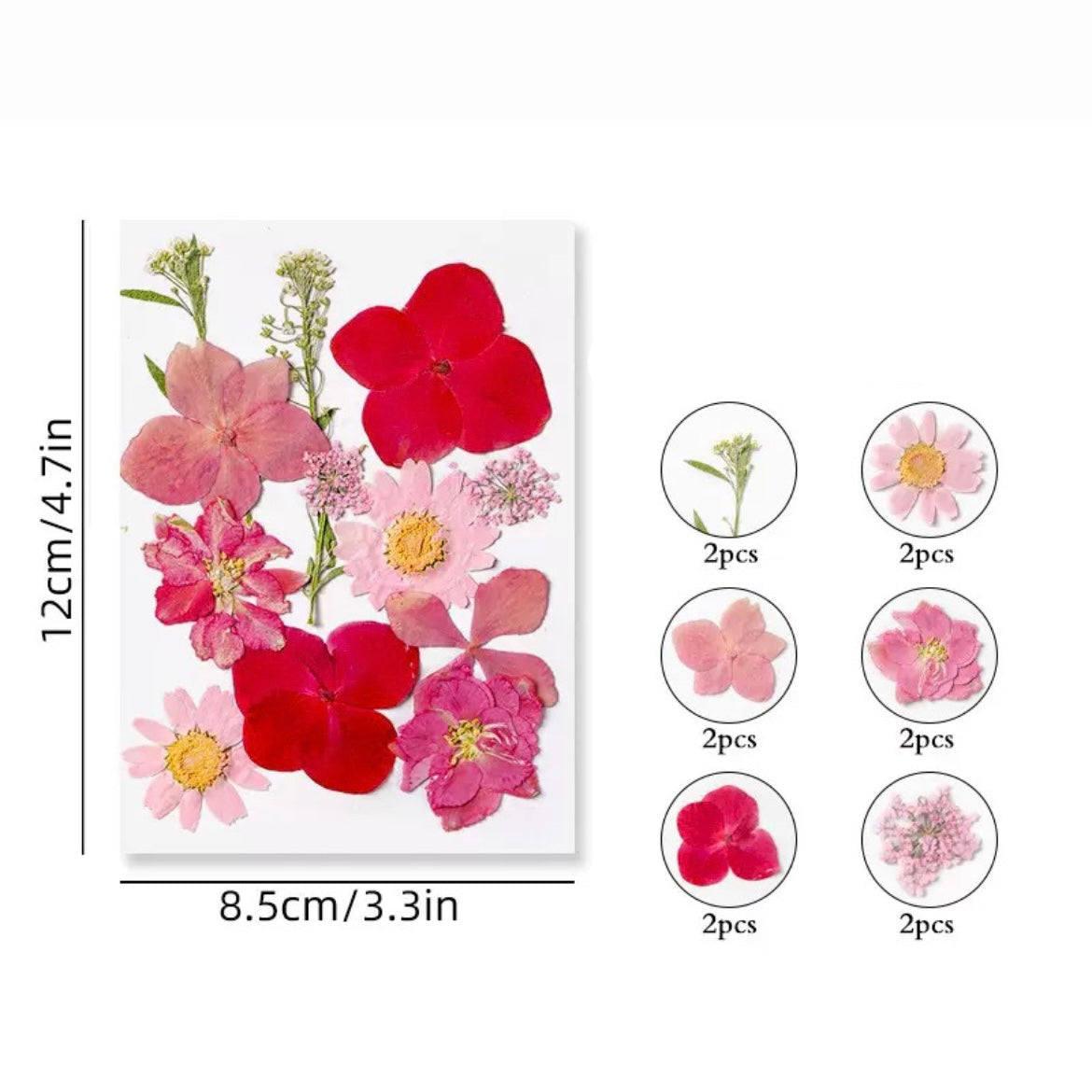 Dried Pressed Flower r05