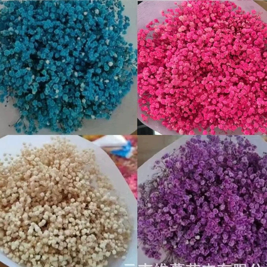 75cm Baby's breath Dried Bulk Flowers