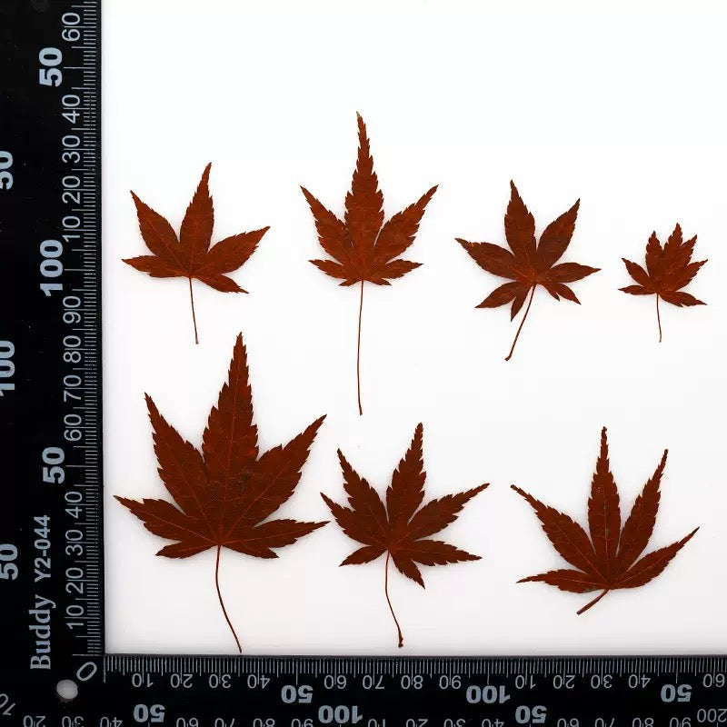 Pressed Maple Leaves