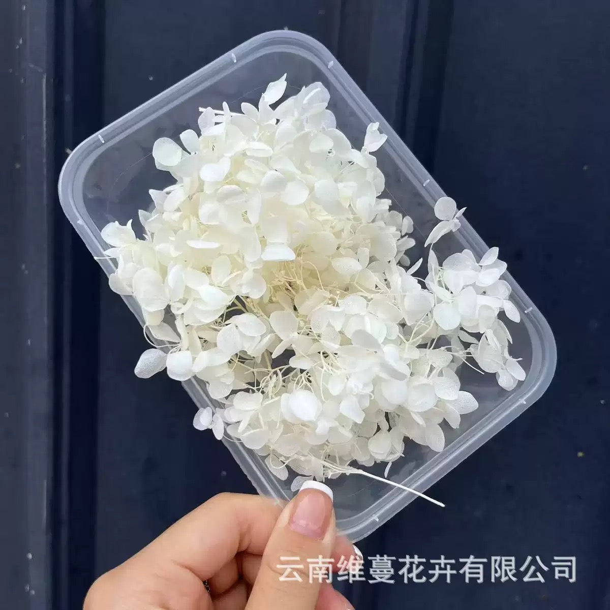 Eternal Dried Flower