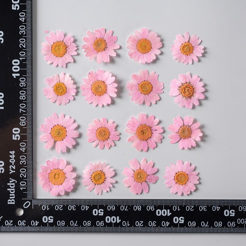 Natural Pressed Flower r05