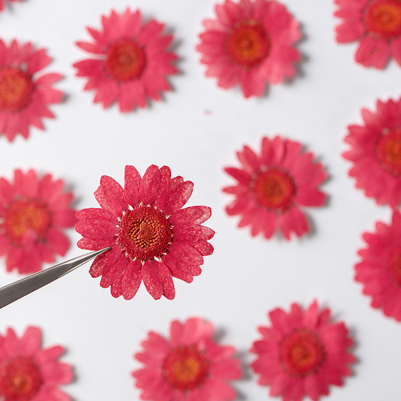 Natural Pressed Flower r05