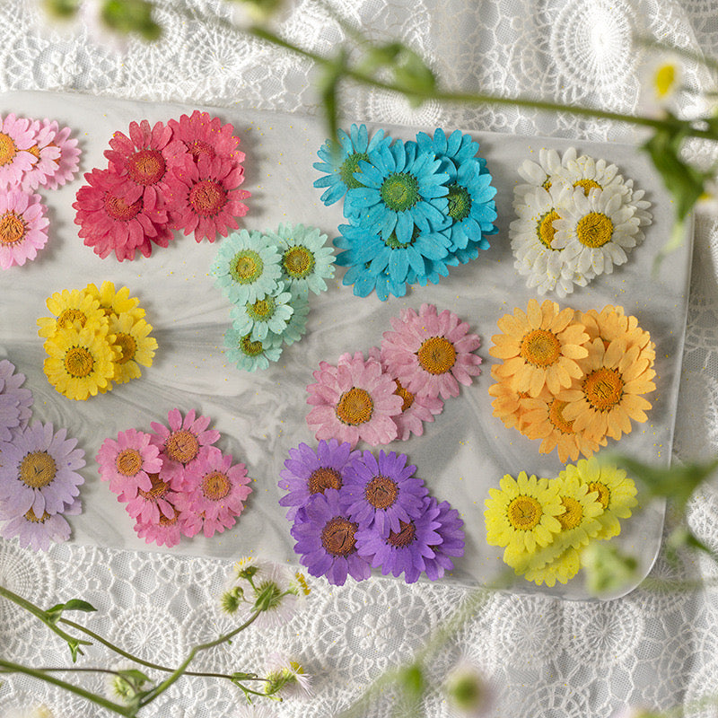Natural Pressed Flower r05