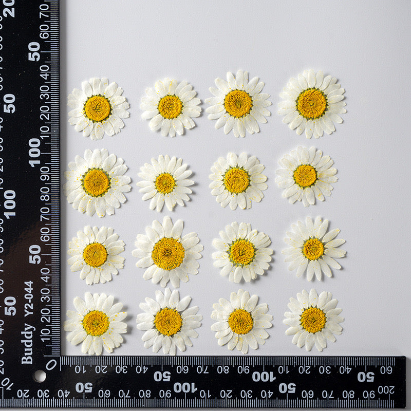 Natural Pressed Flower r05