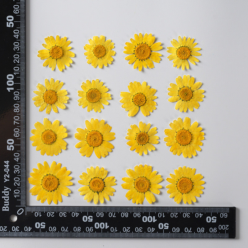 Natural Pressed Flower r05