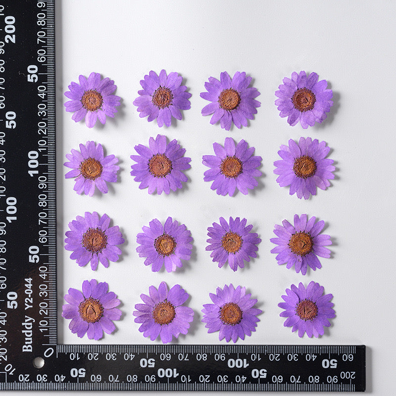 Natural Pressed Flower r05