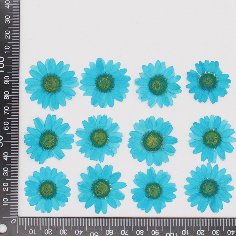 Natural Pressed Flower r05