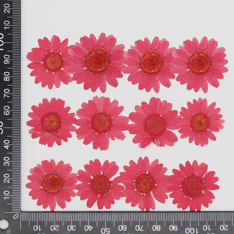 Natural Pressed Flower r05