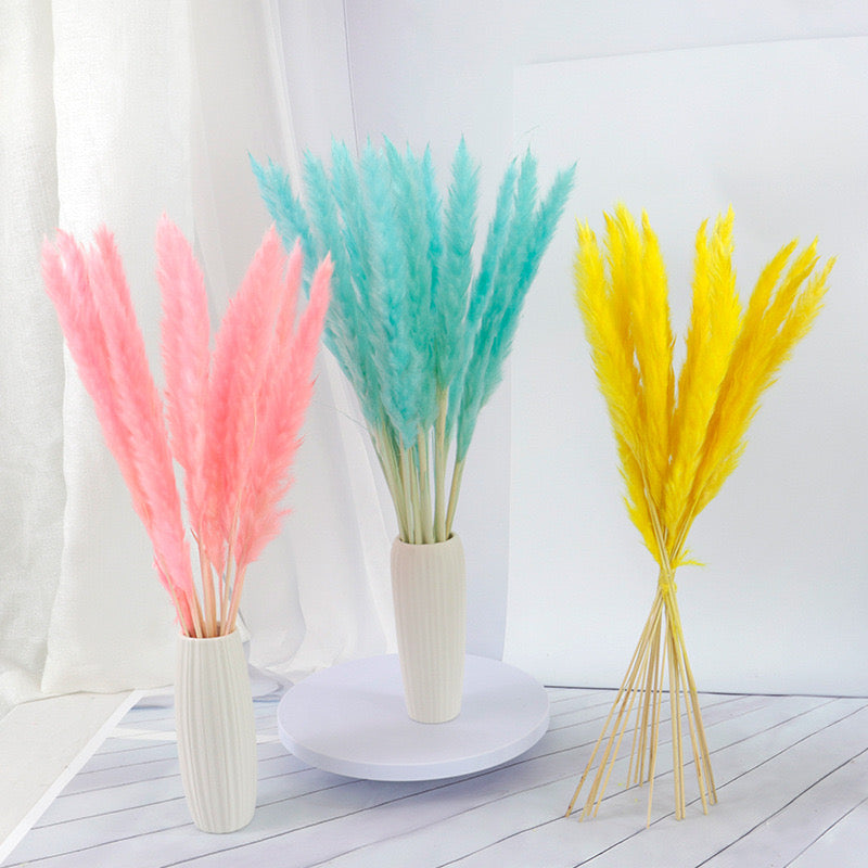 50-75cm Pampas Grass