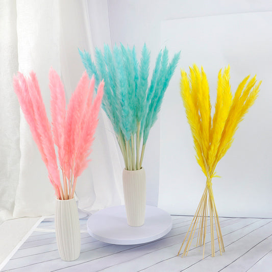 50-75cm Pampas Grass