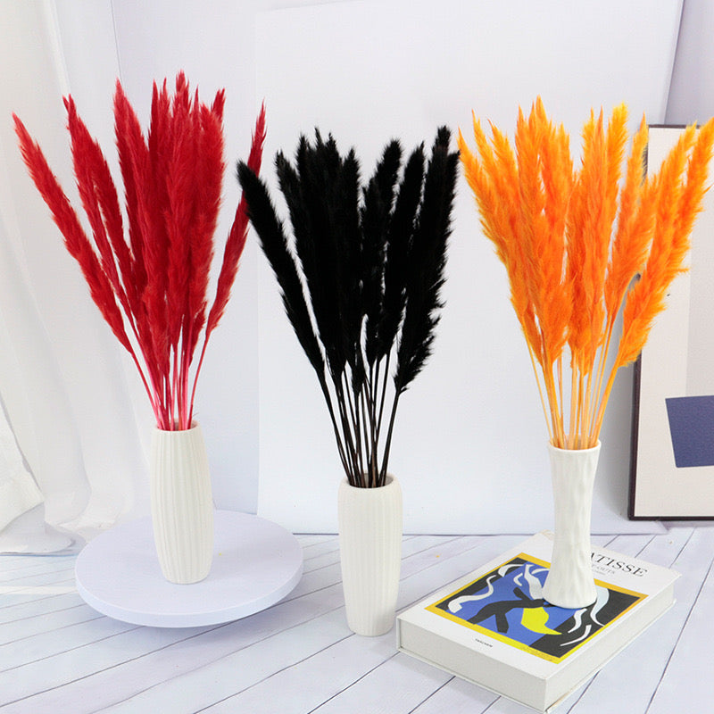 50-75cm Pampas Grass